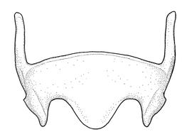   Anthidium tenuiflorae  male, diagram showing ventral view of sixth sternum (S6), diagram from Gonzalez and Griswold 2013 

